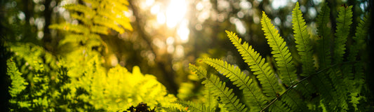 The Environmental Benefits of 100% Recycled Paper